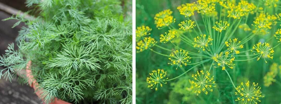 Dill-against-spider-mites-and-some-caterpillars