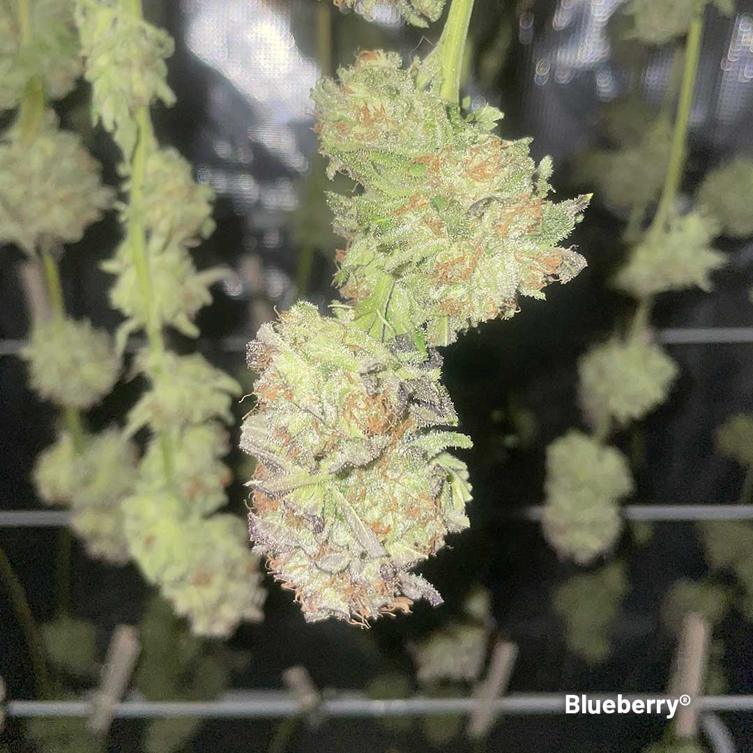 Drying-bud-Blueberry-cannabis-dutch-passion