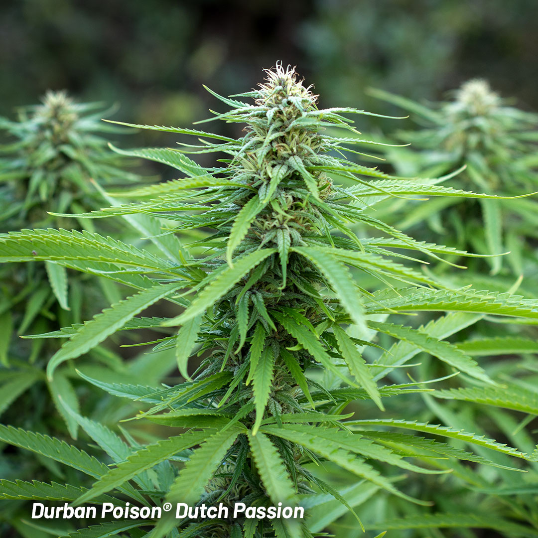 Durban-Poison-Dutch-Passion-outdoor-varieties