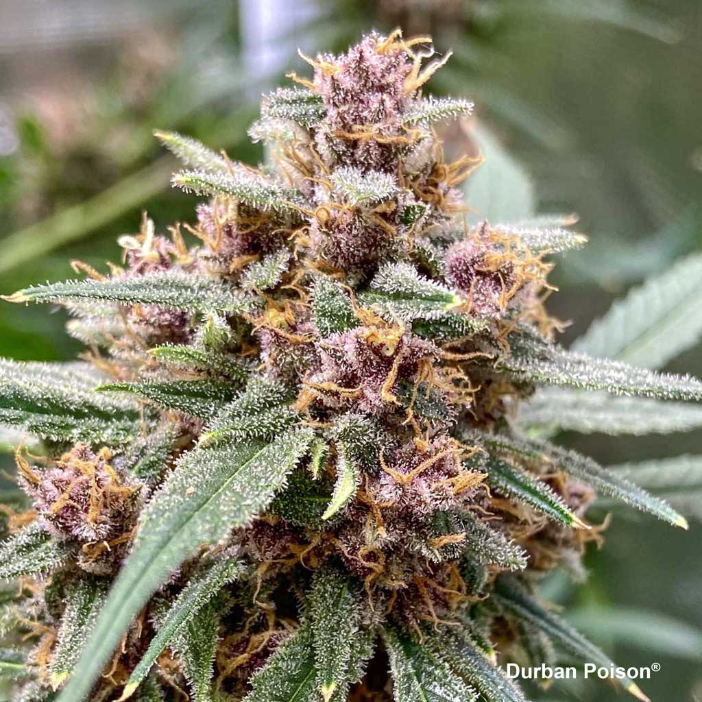 Durban Poison flower by @viriato0811