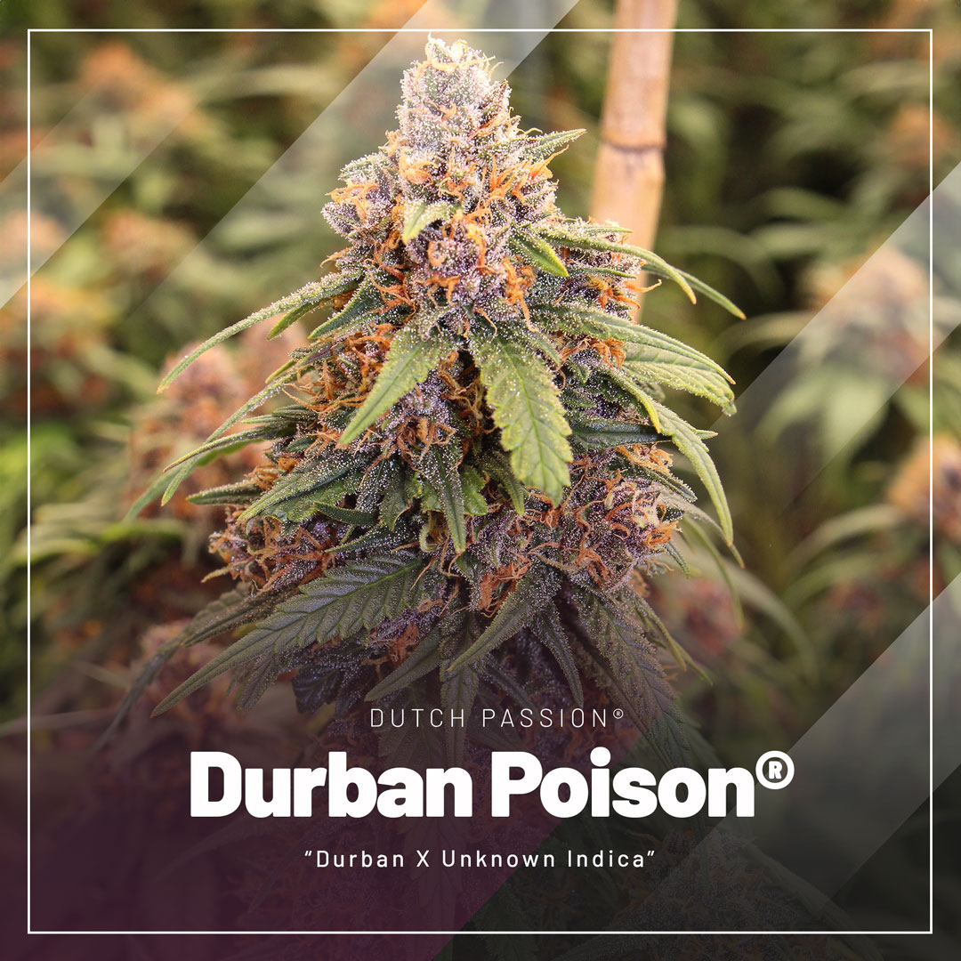 Durban-Poison-cannabis-seeds-by-Dutch-Passion