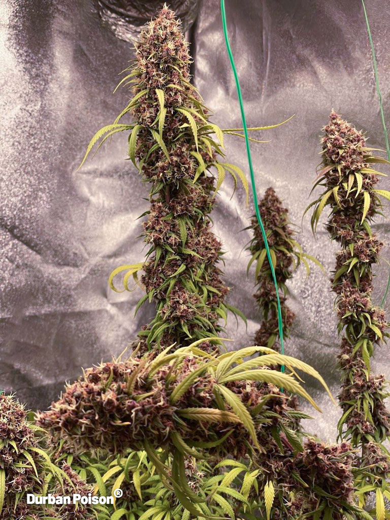 Durban-Poison-dutch-passion-seed-company-grow-review-