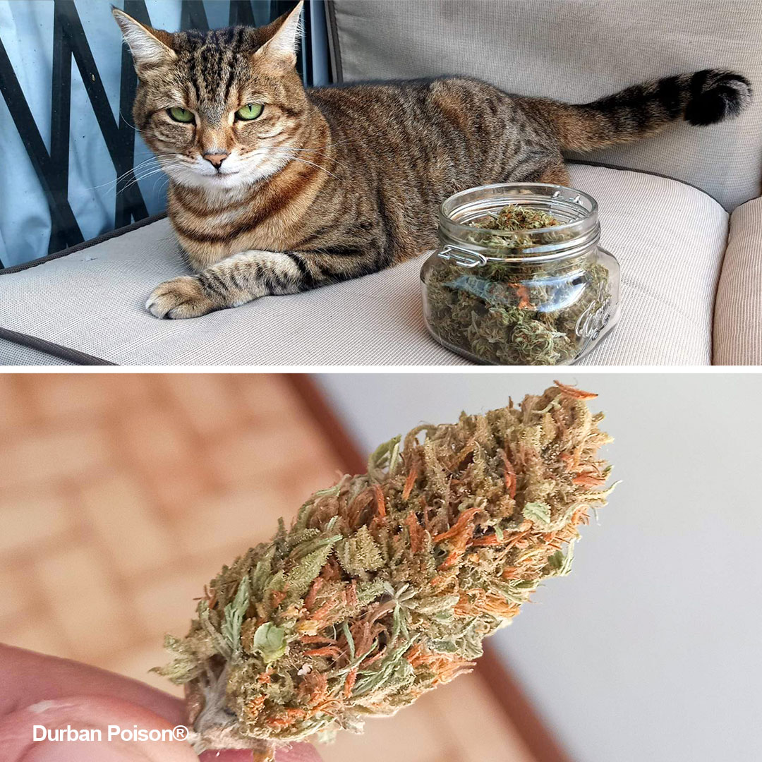 Durban-Poison-grow-of-the-month-03