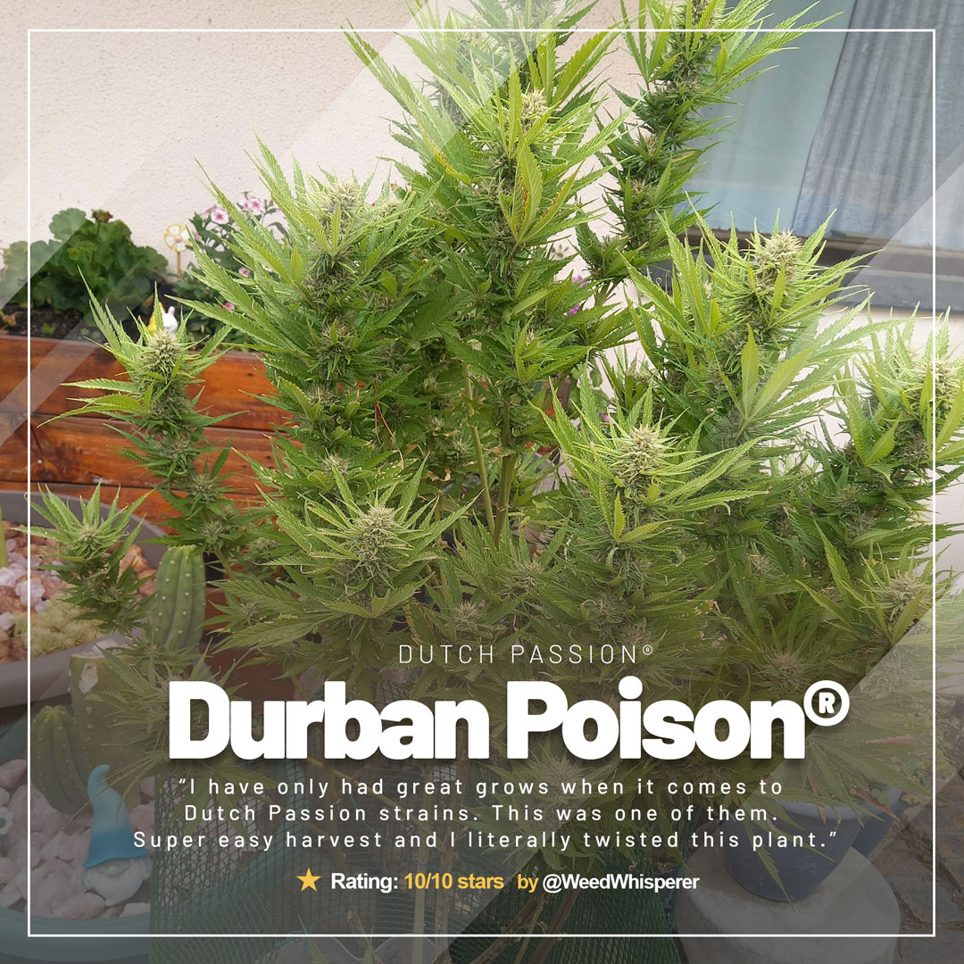Durban-Poison-grow-of-the-month
