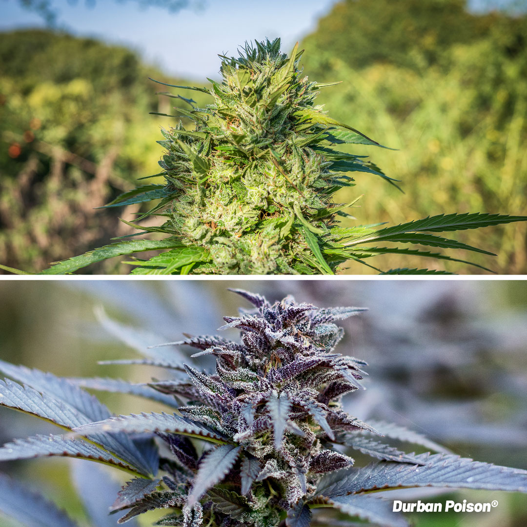 Durban-Poison-outdoor-cannabis-growing