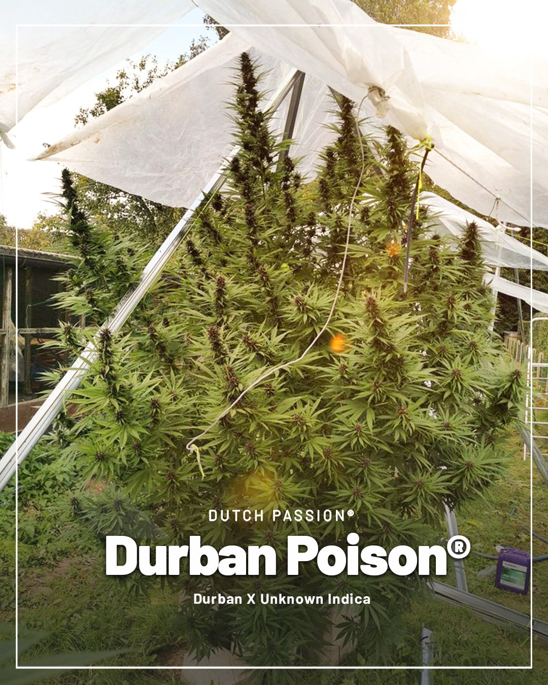 Durban-Poison-the-legendary-original-south-african-outdoor-strain