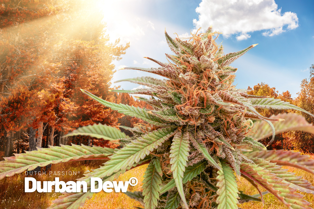 Durban Dew - Dutch Passion
