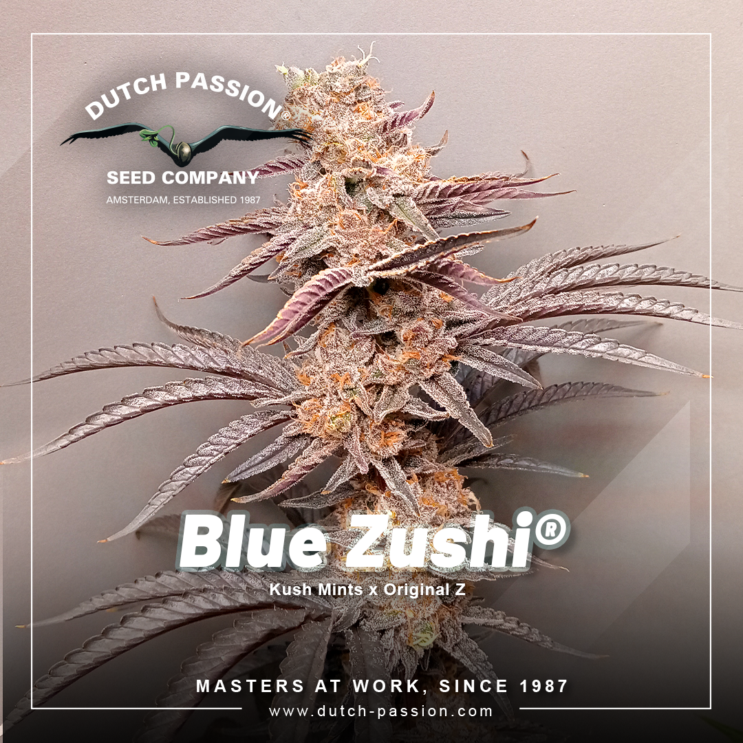 Dutch-Passion-Blue-Zushi