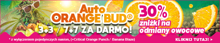Summer Fruit Festival Oferty Nasion Marihuany Dutch Passion