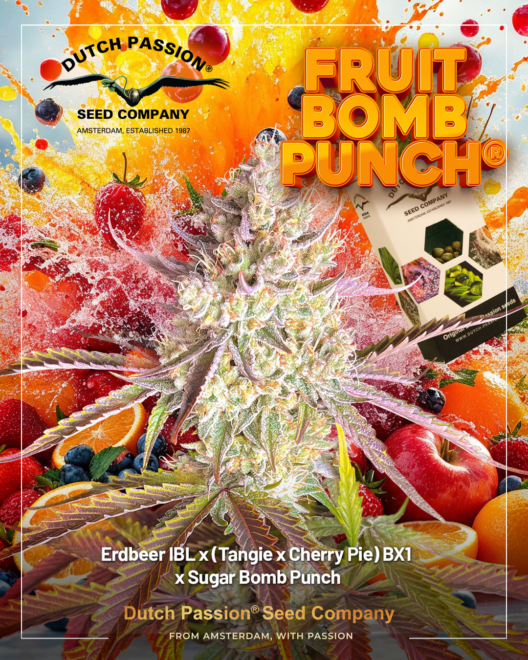 Dutch Passion introducing Fruit Bomb Punch cannabis seeds