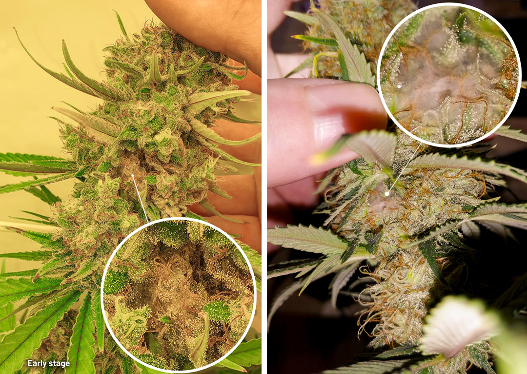 Early stage but rot or mold issues in a cannabis bud