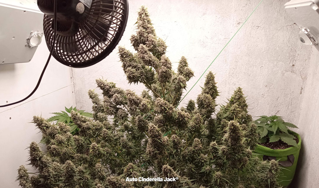 Ensure-optimal-ventilation-in-your-cannabis-grow-room