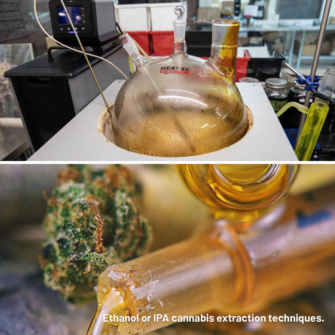 Ethanol-or-IPA-cannabis-extraction-techniques
