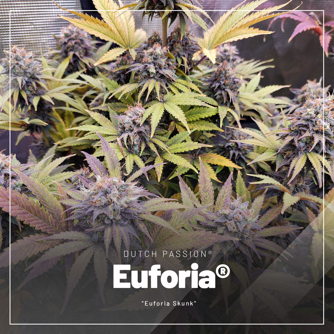 Euforia-classic-skunk-regular-seeds