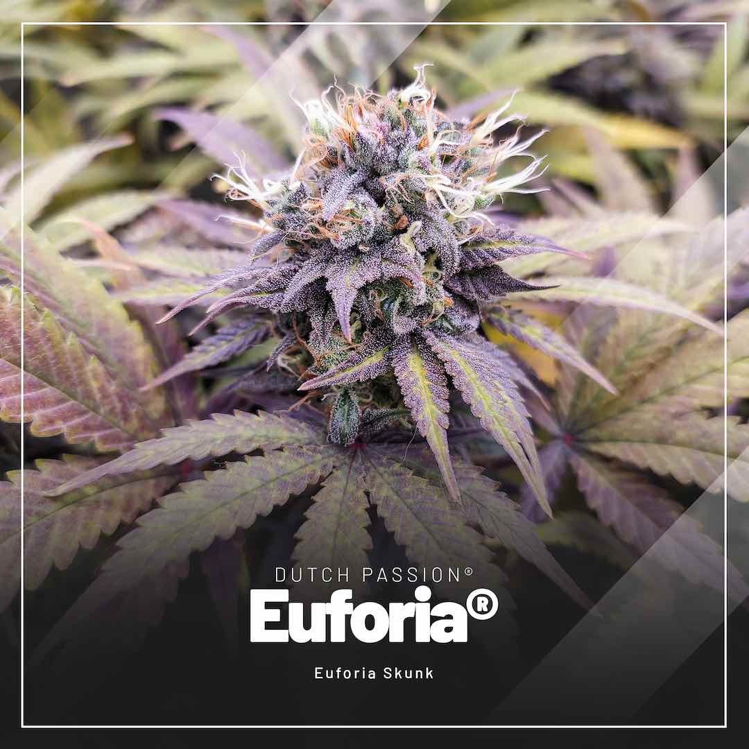 Euforia-easiest-feminised-cannabis-seeds-to-grow-indoors