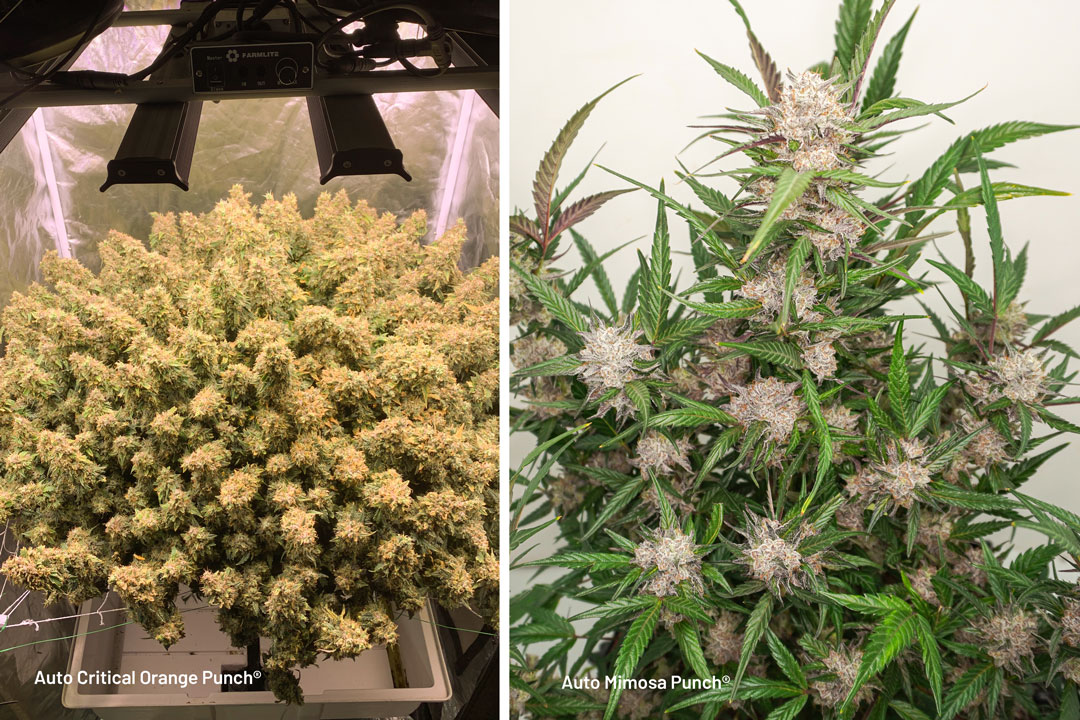 Extremely-large-yields-against-normal-small-yielding-plant