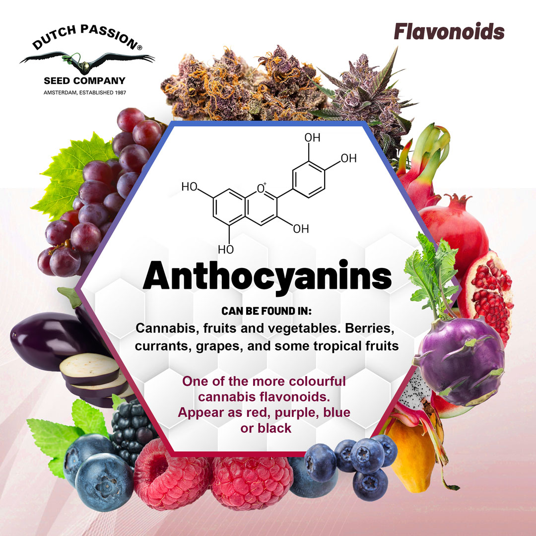 Flavonoids-Anthocyanins-purple-blue-red-and-black-colours