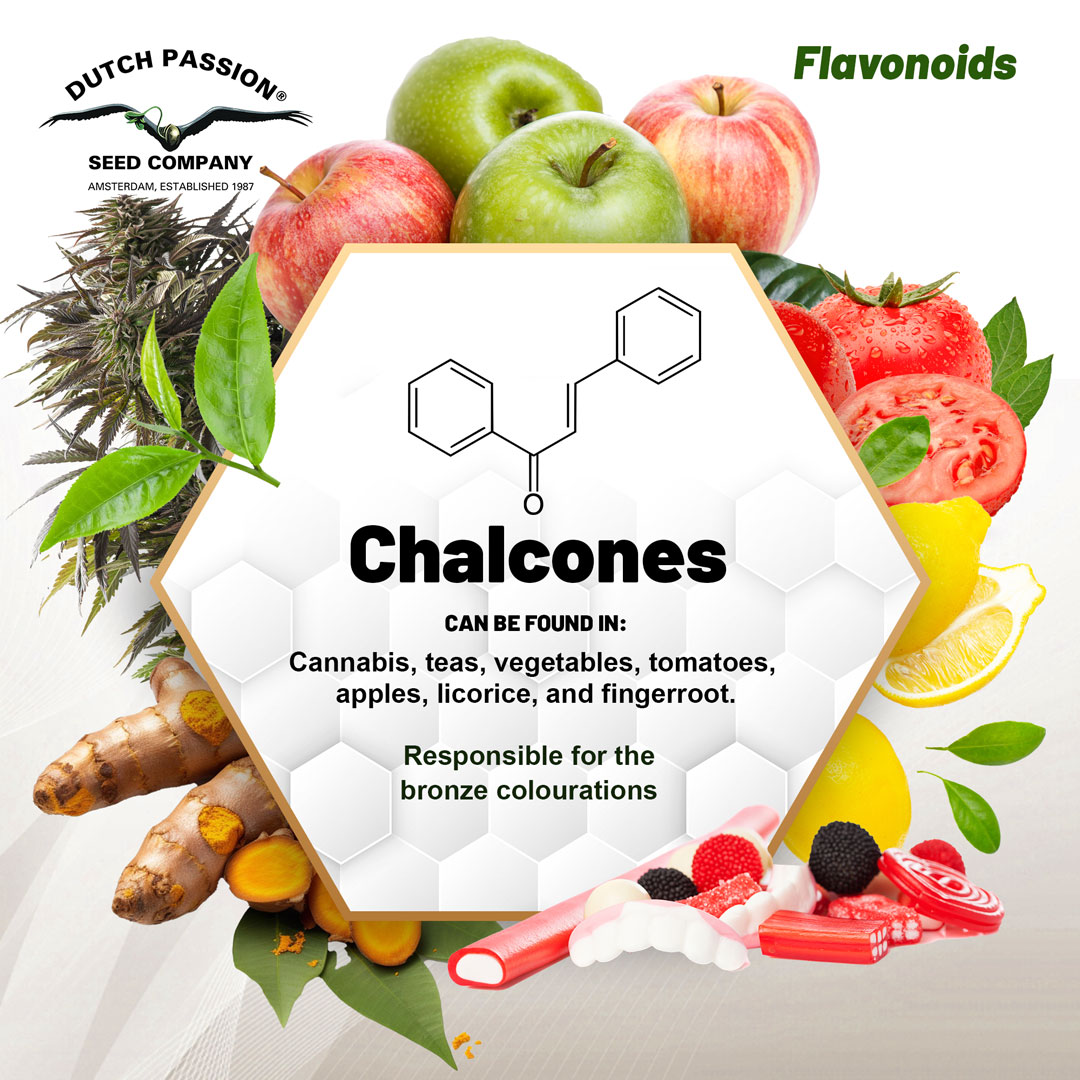 Flavonoids-Chalcones-bronze-colourations