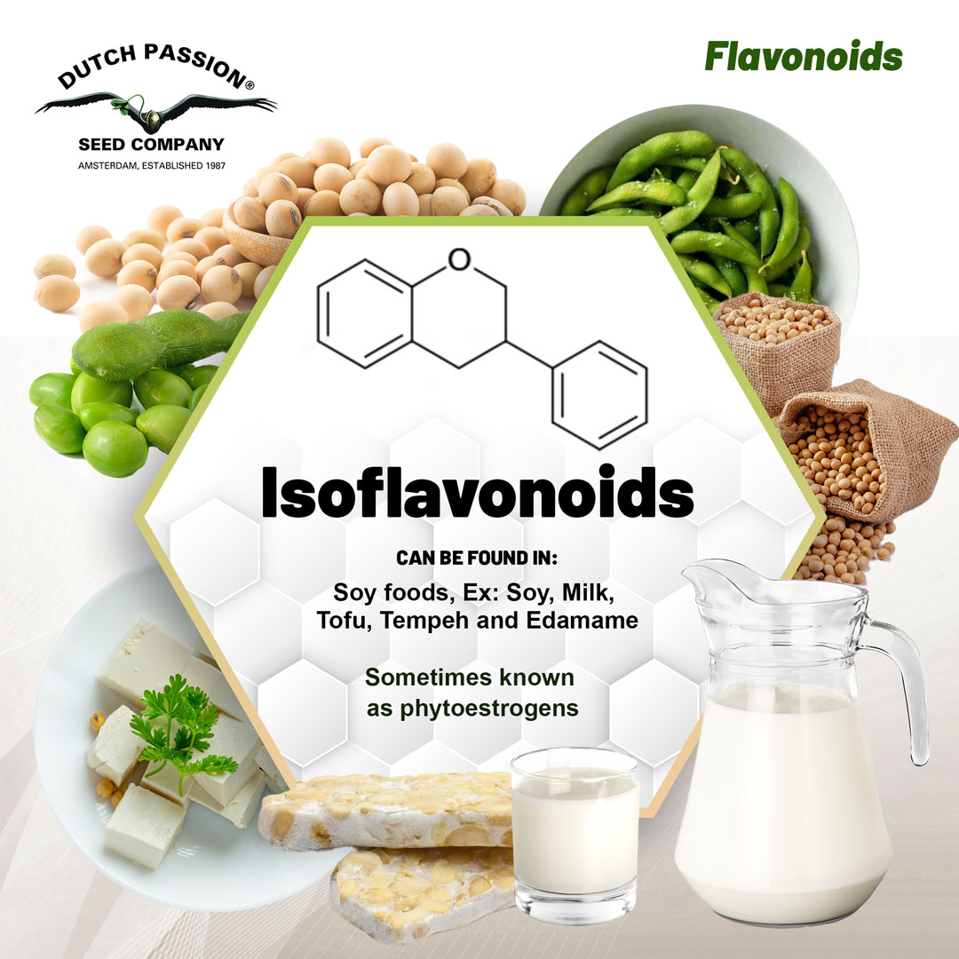 Flavonoids-Isoflavonoids-Soy-foods-blog-image