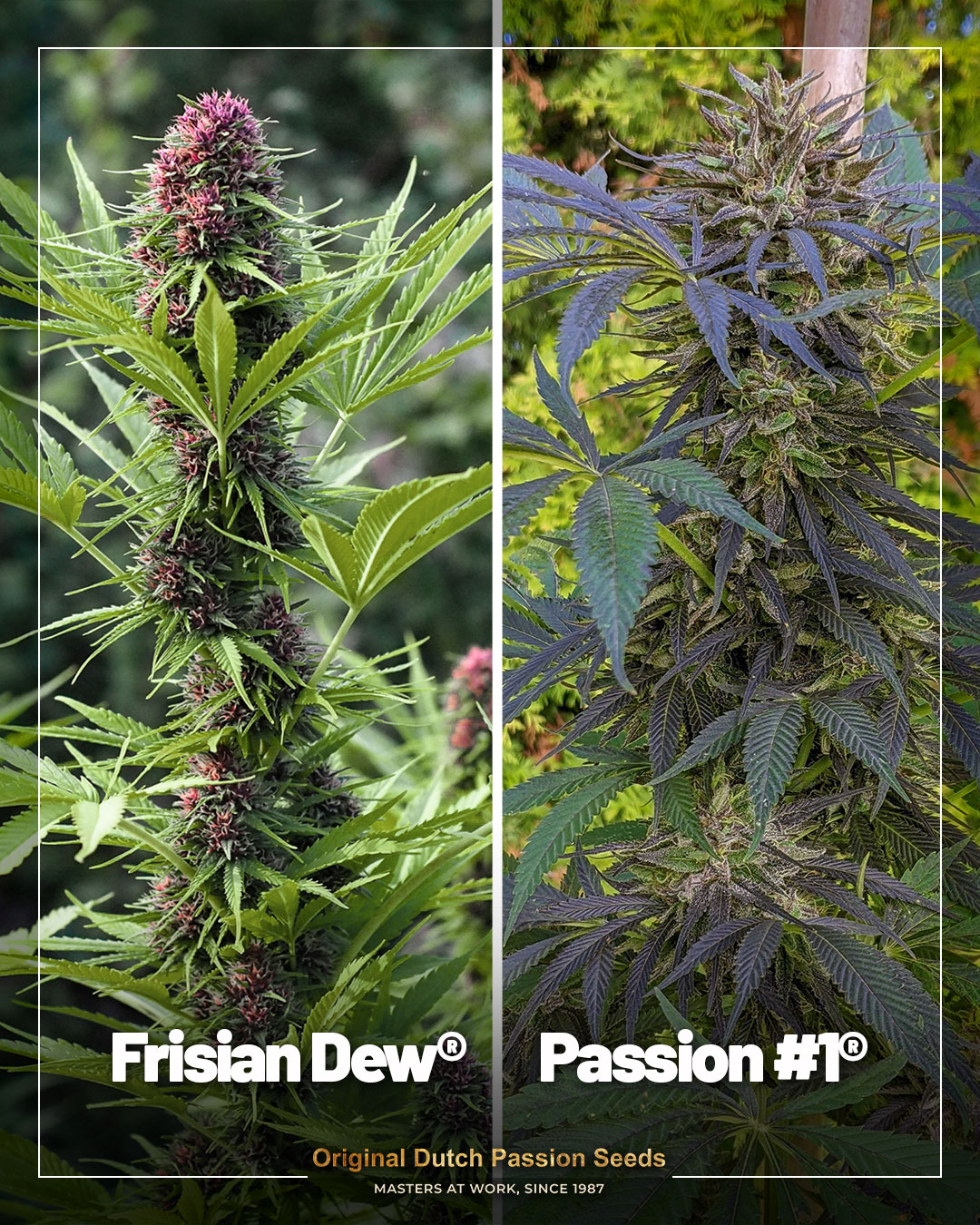 Frisian Dew and Passion 1 outdoor cannabis genetics