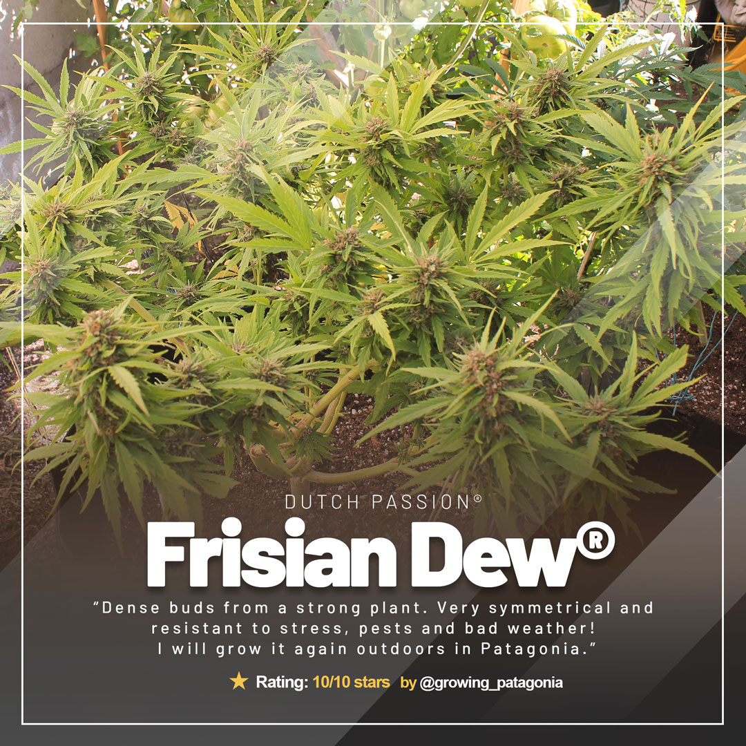 Frisian-Dew-frosty-plant
