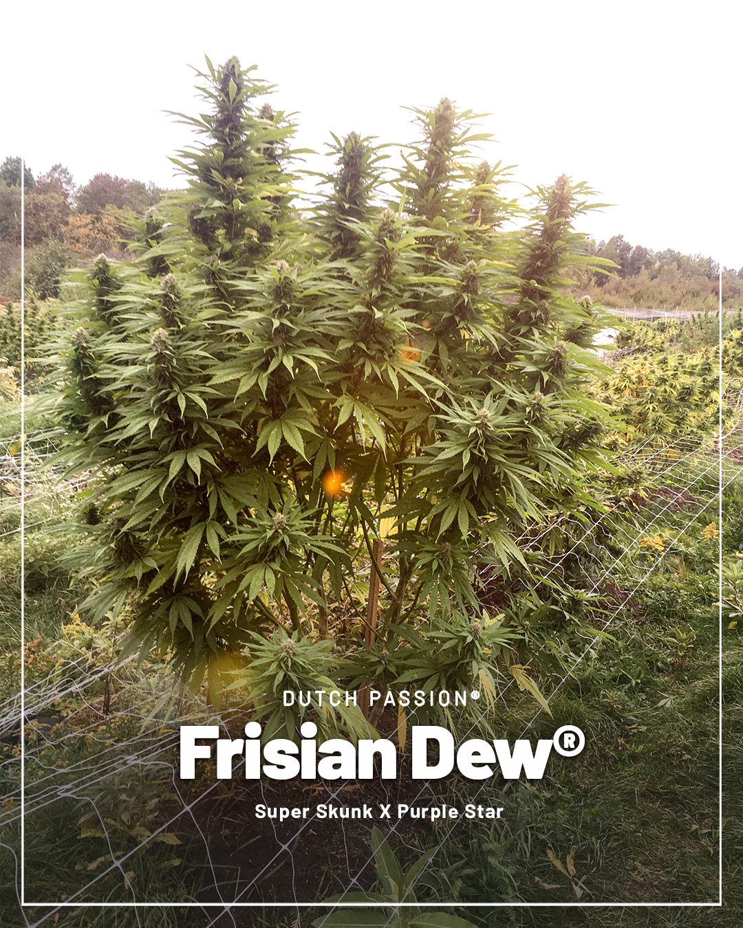 Frisian-Dew-is-a-bestseller-for-growing-cannabis-outdoors-in-cold-climates