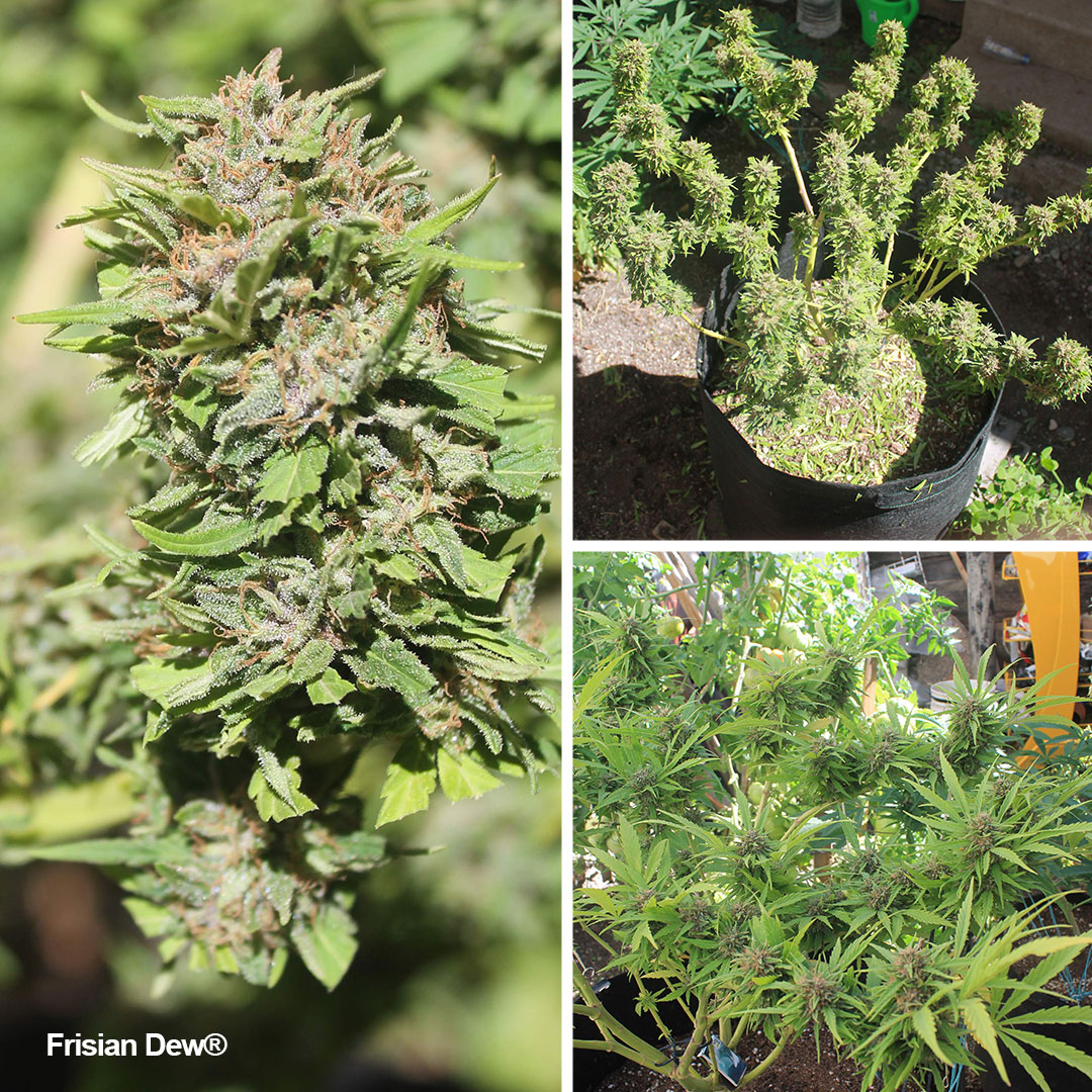 Frisian-Dew-outdoor-grow-of-the-month-frosty-buds
