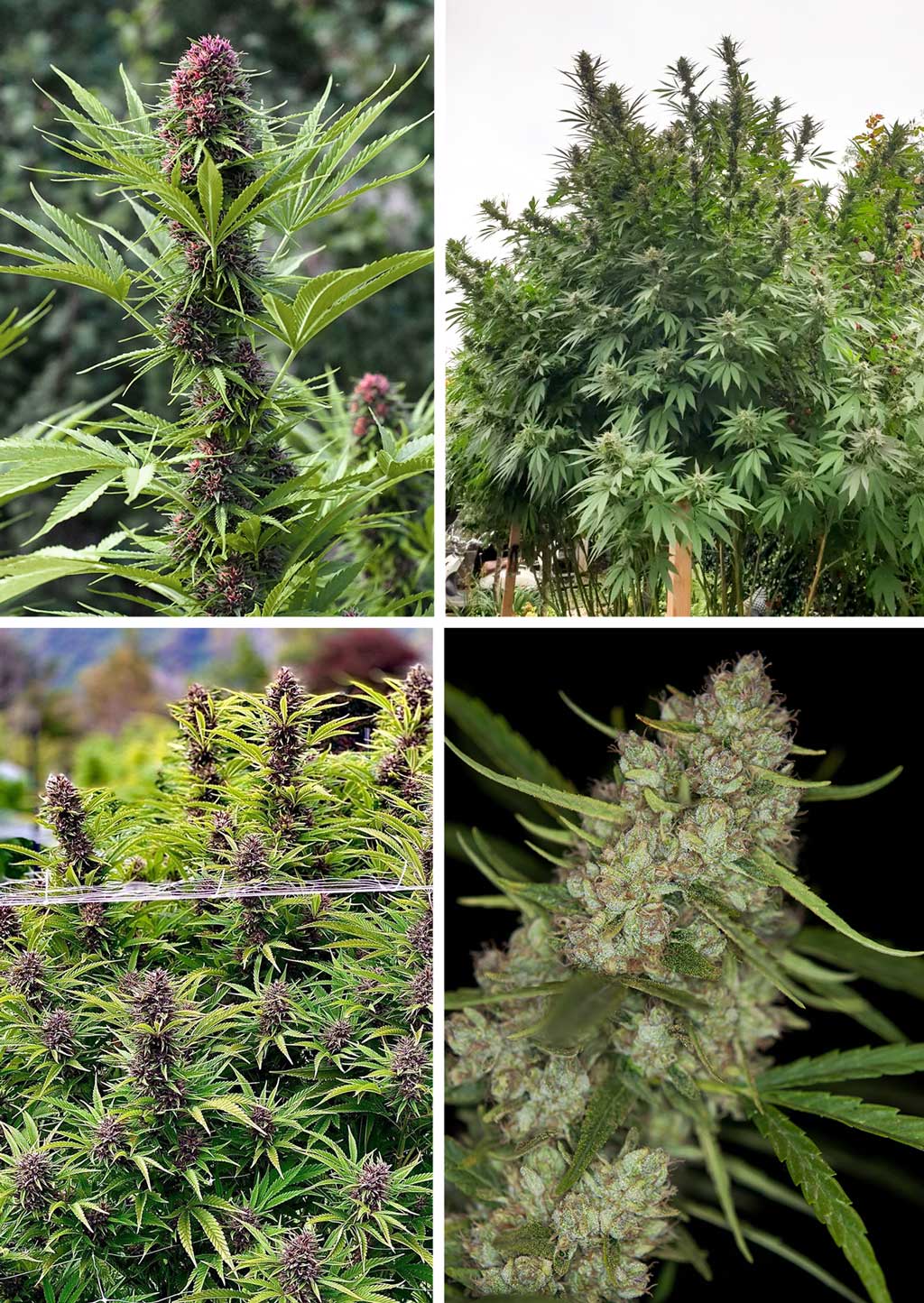 Frisian-Dew-outdoor-high-altitude-mountain-cannabis