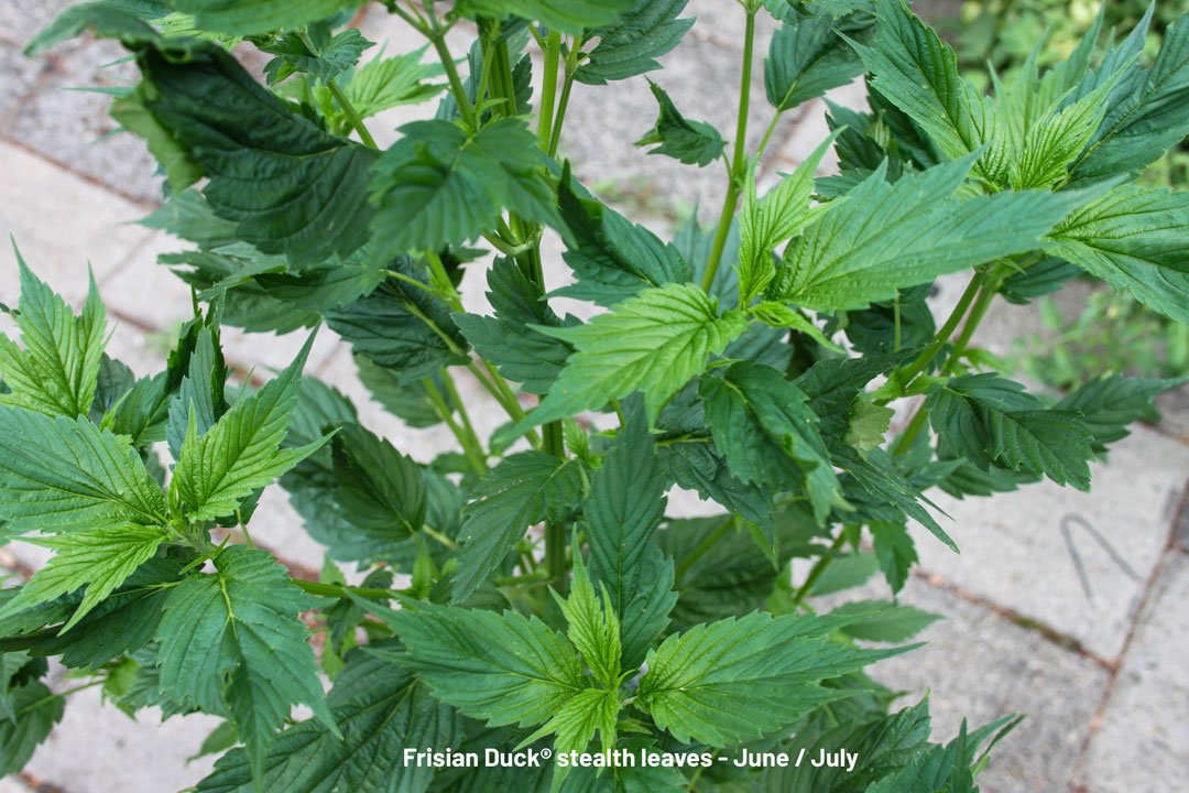 Frisian-Duck-outdoor-cannabis-with-stealth-leafs