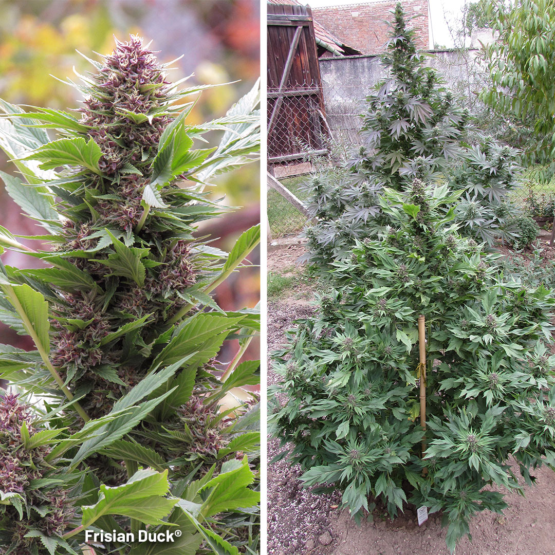 Frisian-Duck-stealth-leaved-cannabis-growing-outdoors