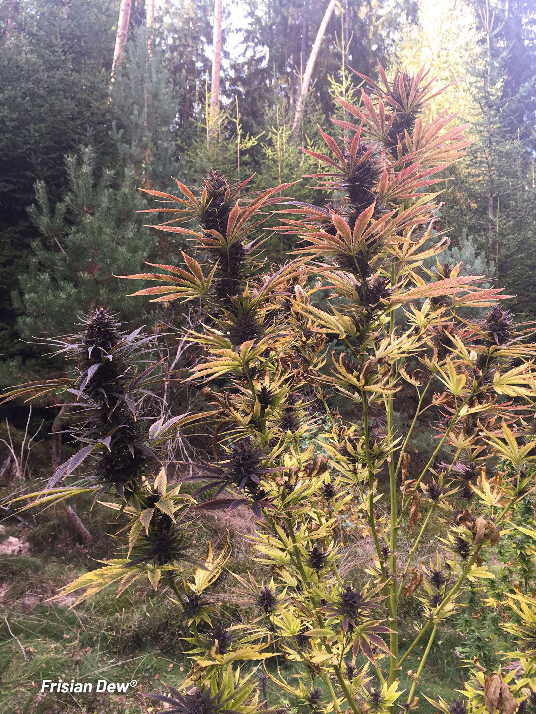 Frisian-dew-outdoor-cannabis-harvest-time-in-autumn_1