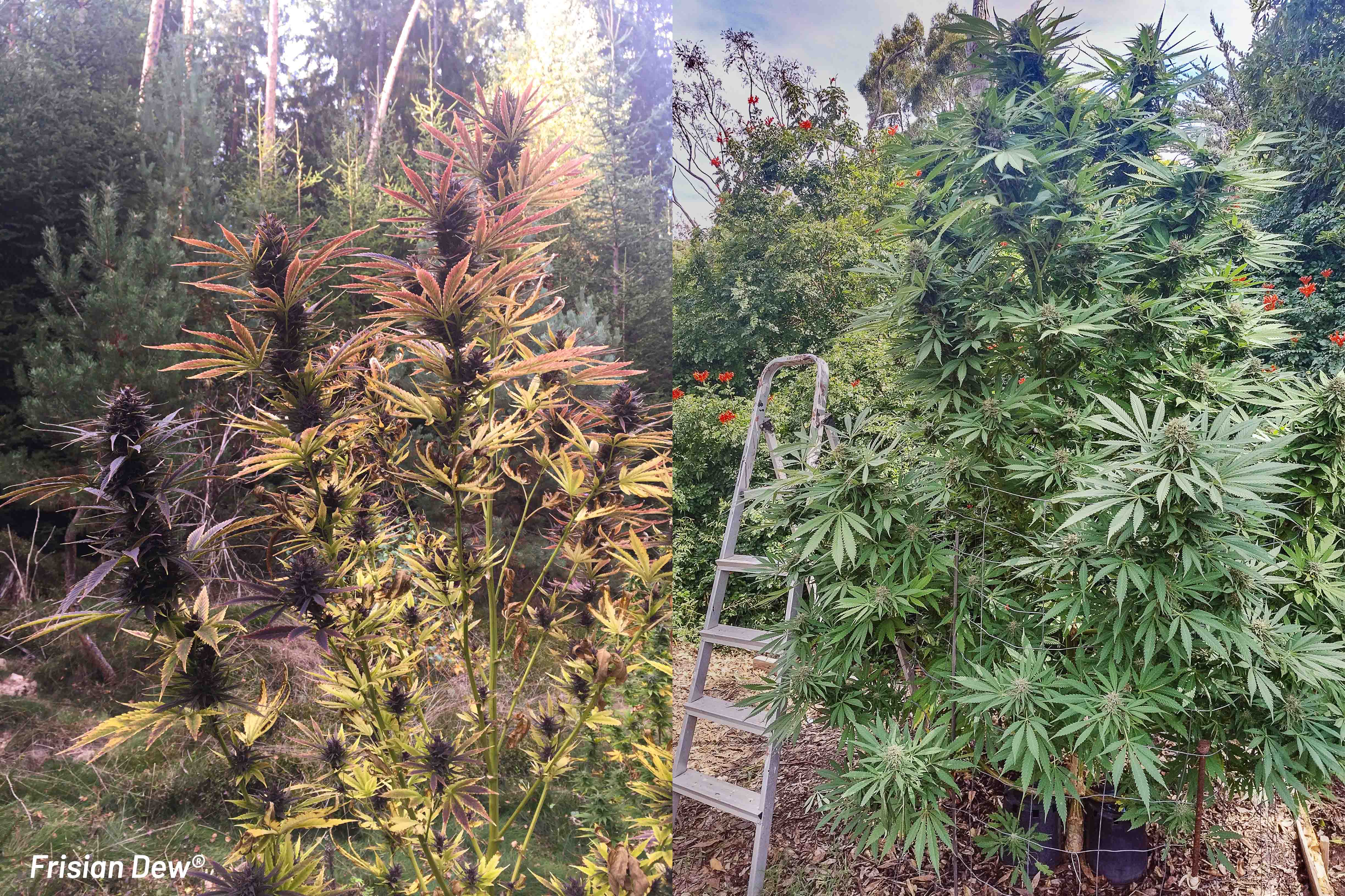 Pěstování Frisian Dew venku