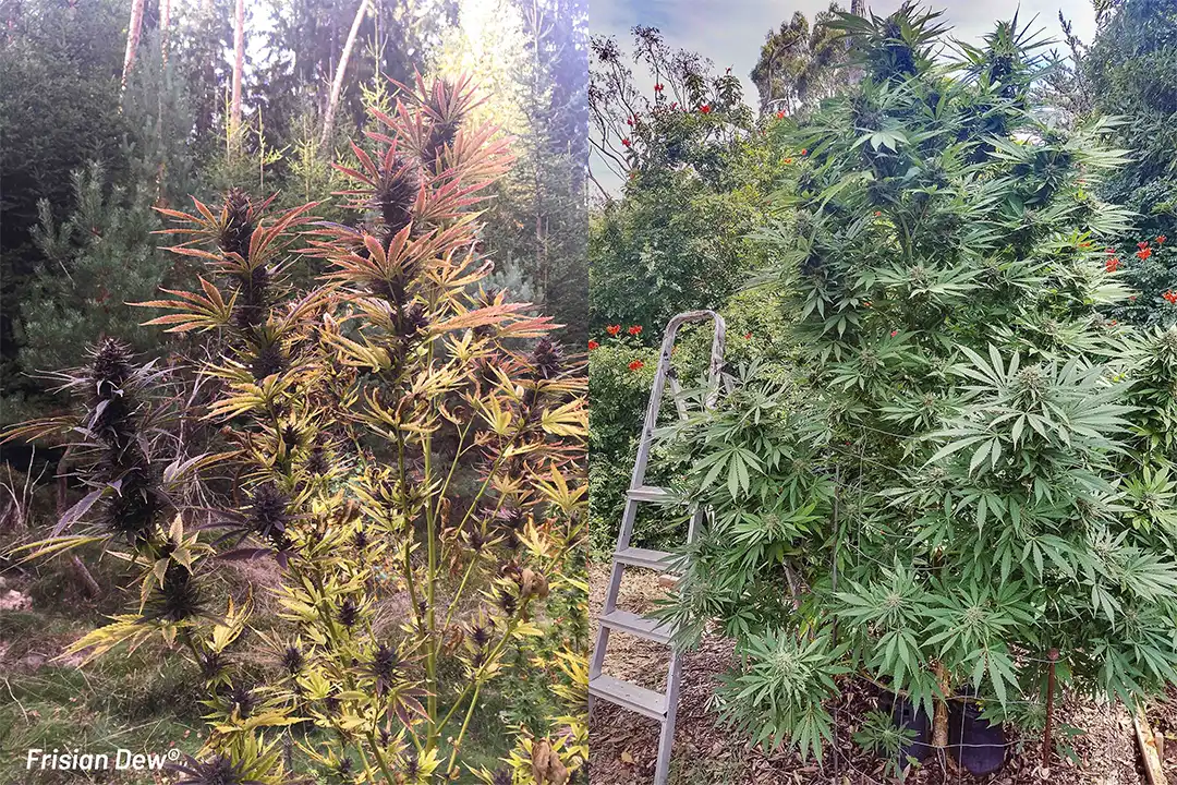 Frisian Dew strain story and grow tips Outdoors