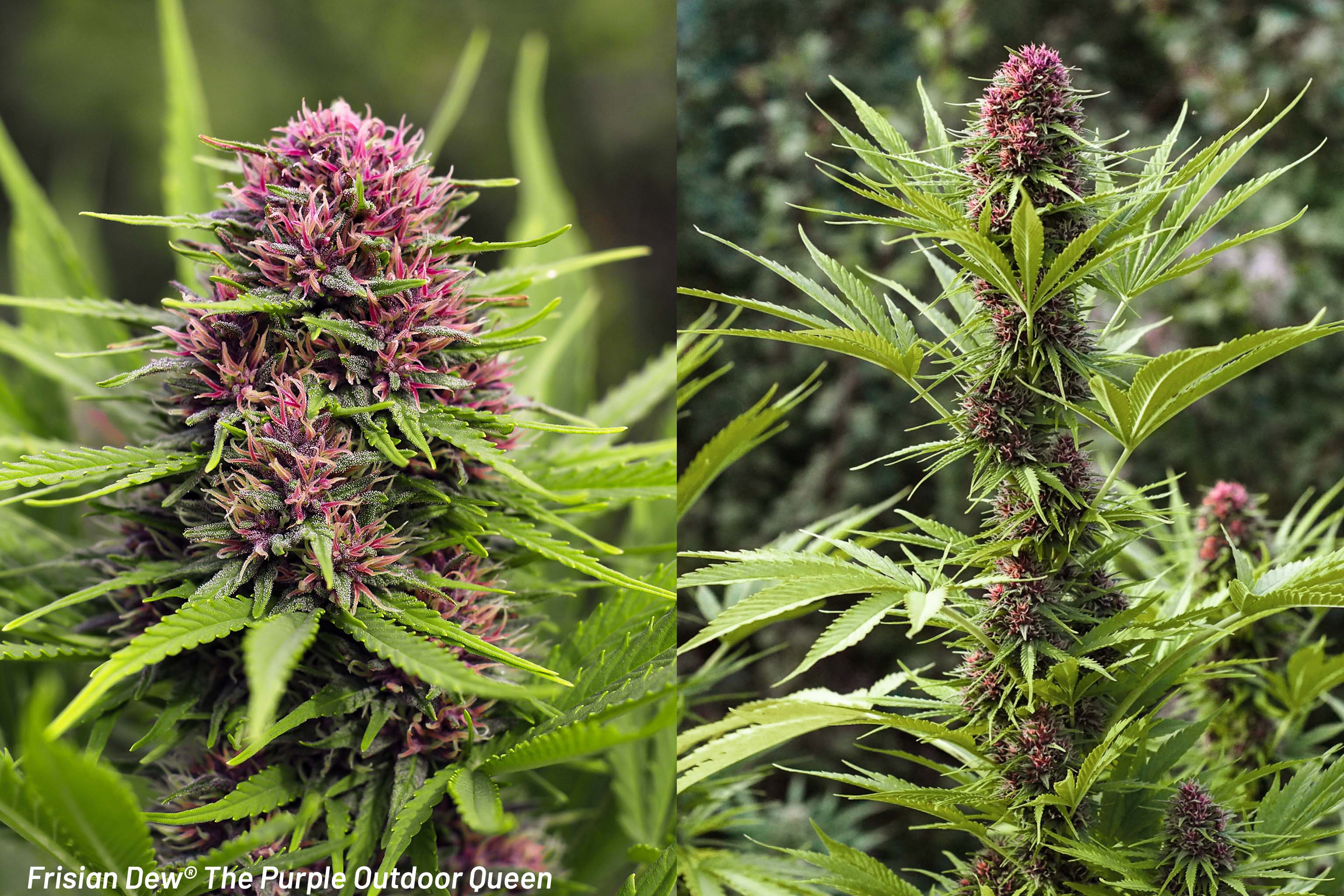 Frisian Dew fialová královna outdooru