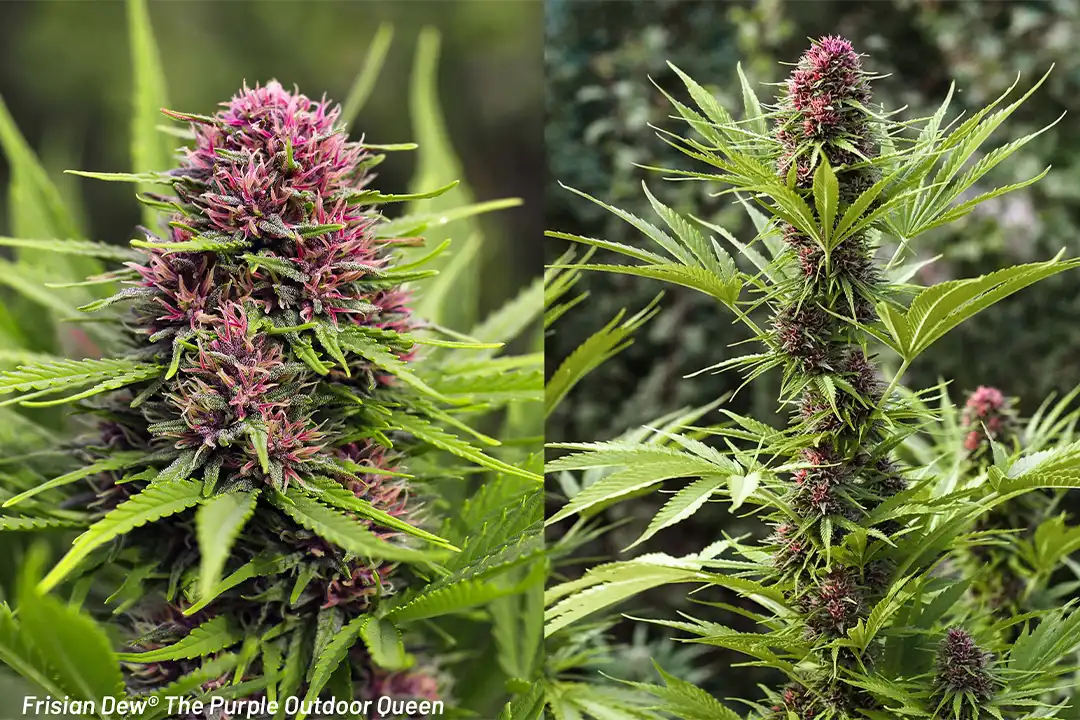 Frisian Dew strain story and grow tips Purple Outdoor Queen