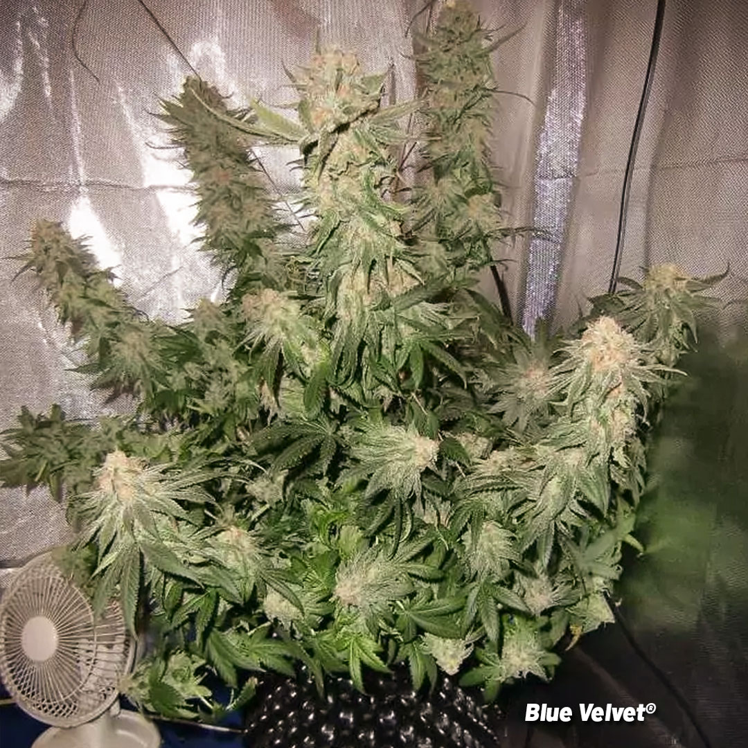 Frosty-potent-Blue-Velvet-cannabis-plant-by-dutch-passion