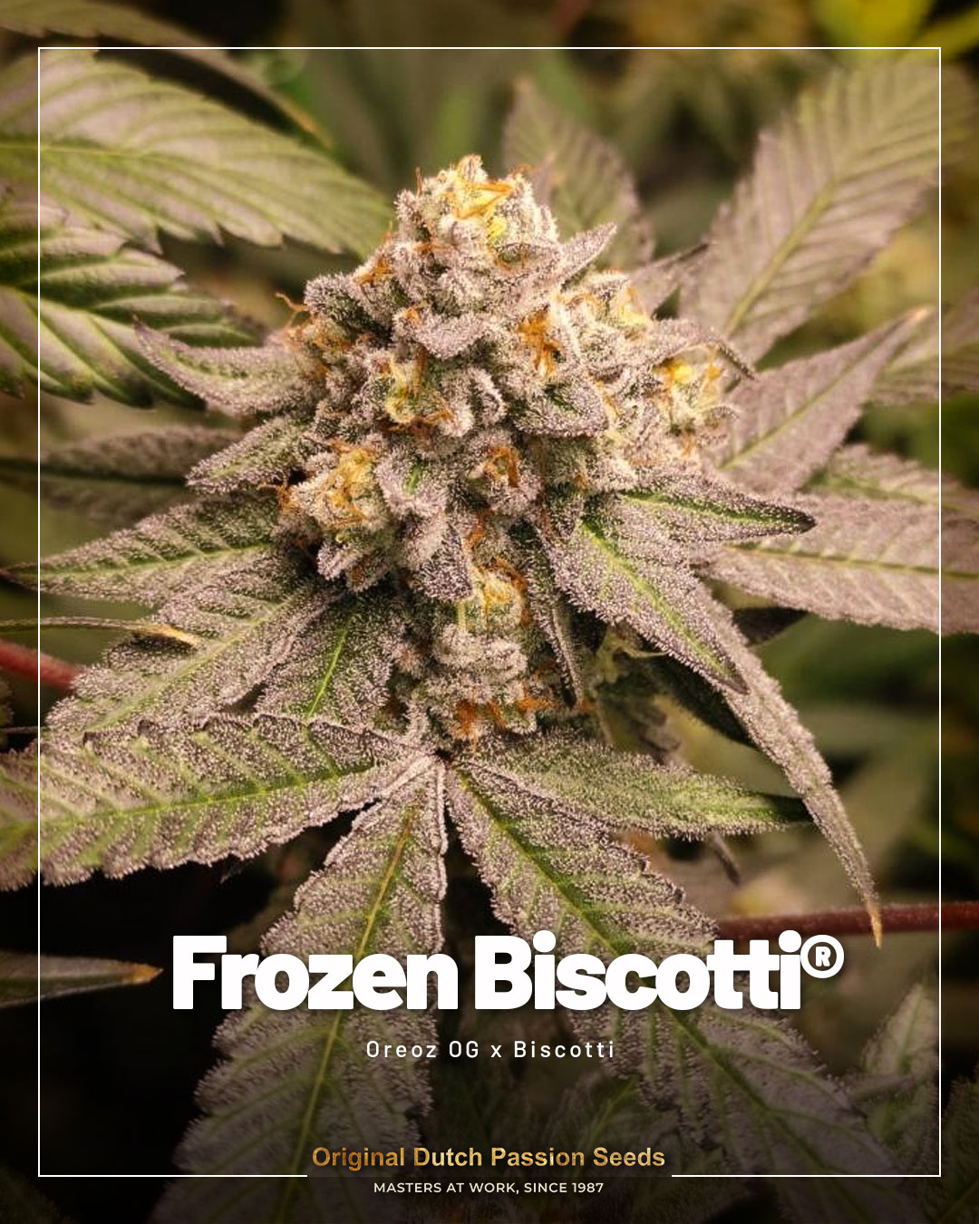 Frozen Biscotti cannabis seeds Dutch Passion seed company