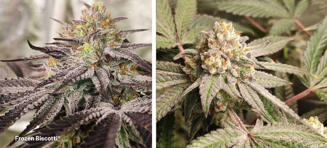 Frozen Biscotti dutch passion cannabis seeds