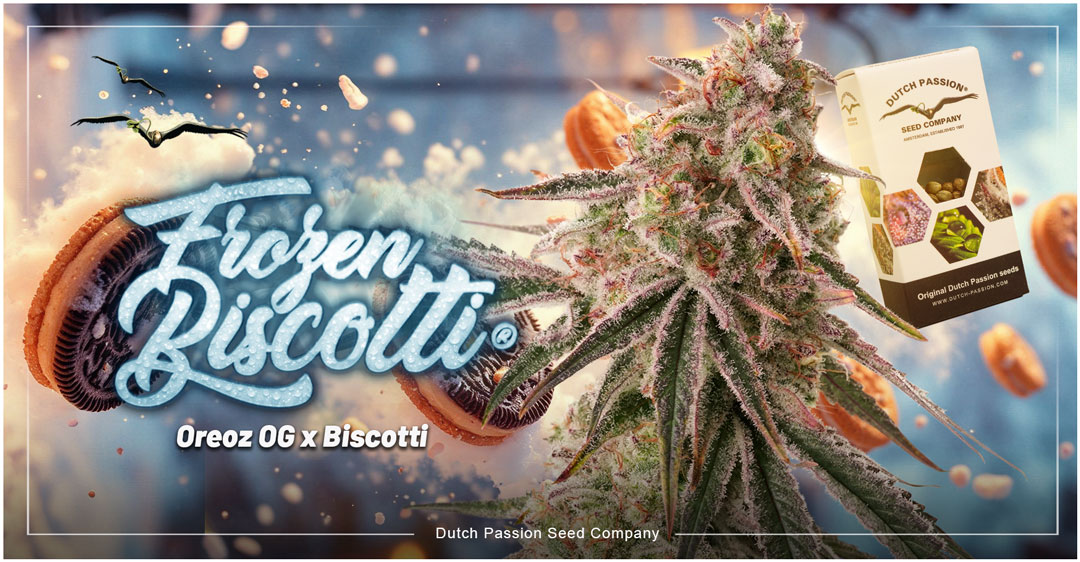 Frozen-biscotti-fem-strain-from-dutch-passion-seed-company