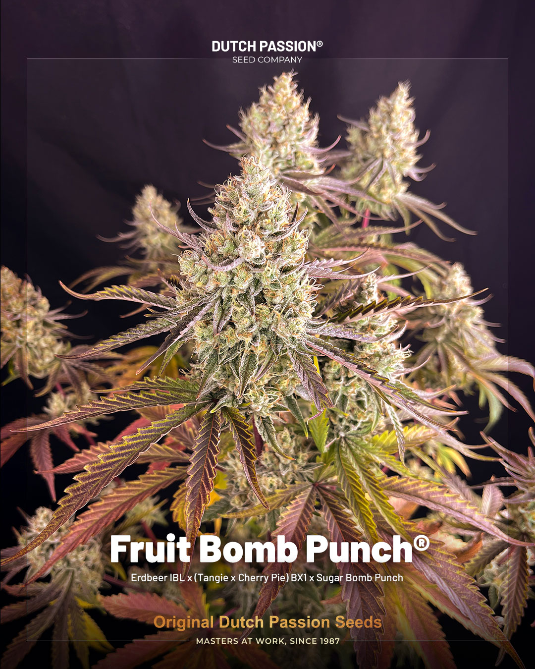 Fruit Bomb Punch extremely fruity strain by dutch passion