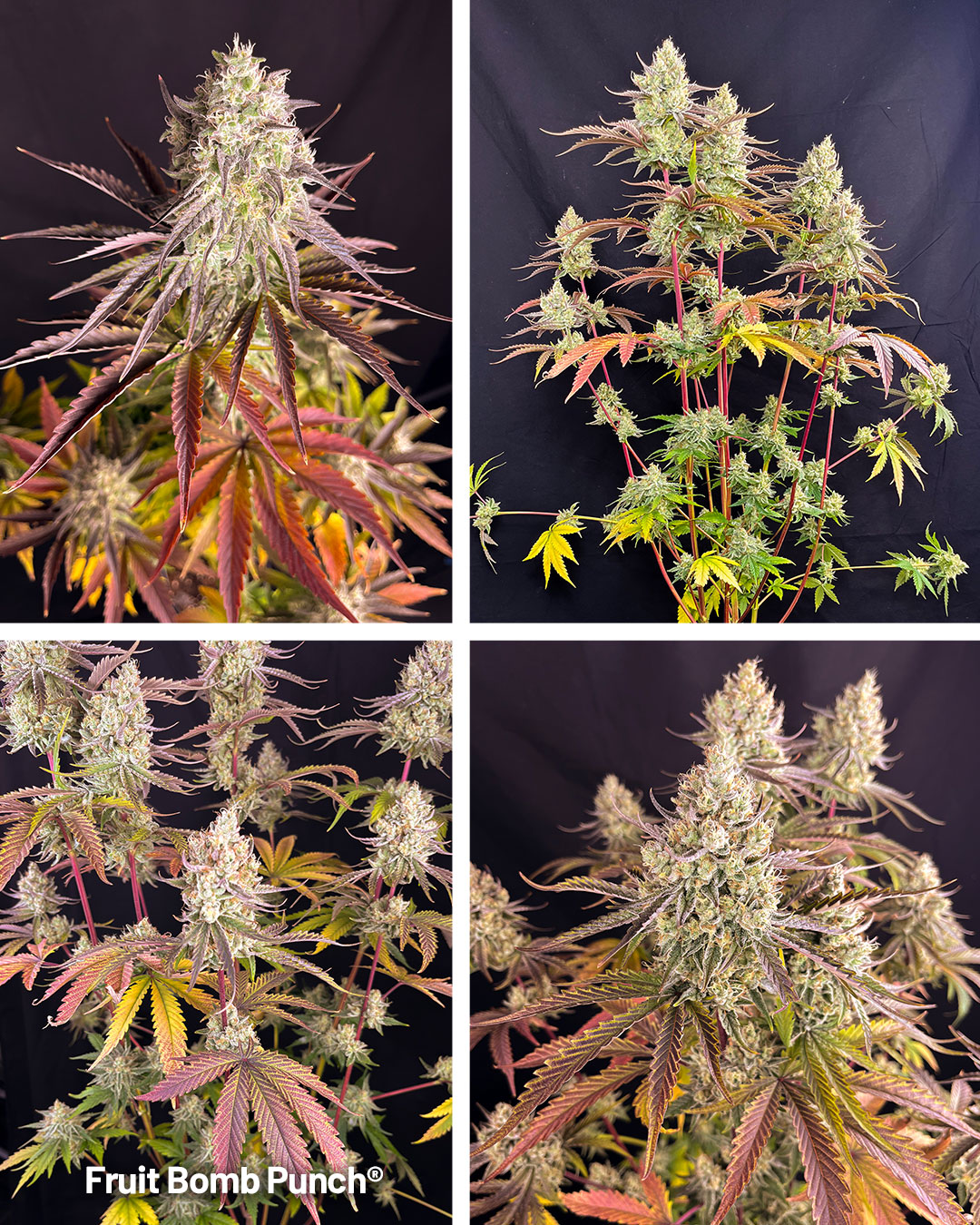 Fruit bomb punch fruity cannabis strain