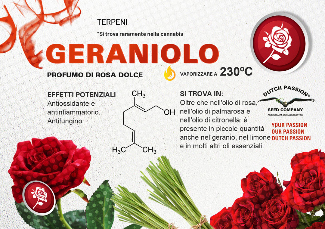 Il terpene geraniolo (Odore, Gusto, Vaporizzazione)