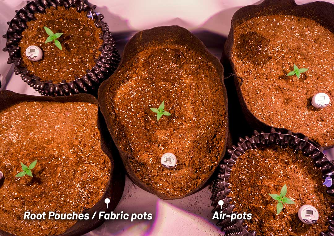 Germinate-seeds-in-their-final-pots