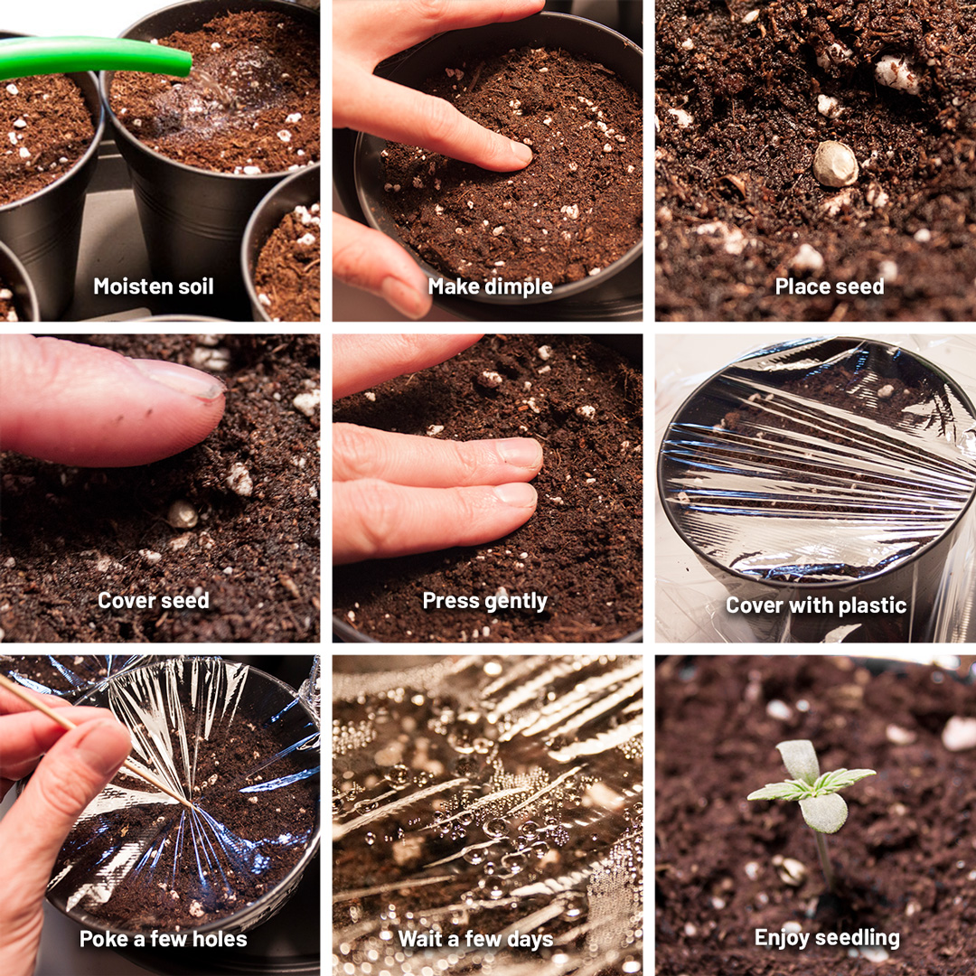 Germinate-your-seed-in-soil
