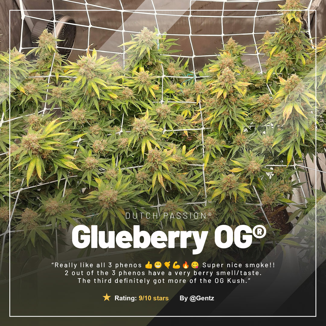 Glueberry-OG-cannabis-plant-in-scrog-net-dutch-passion-feminised-seeds