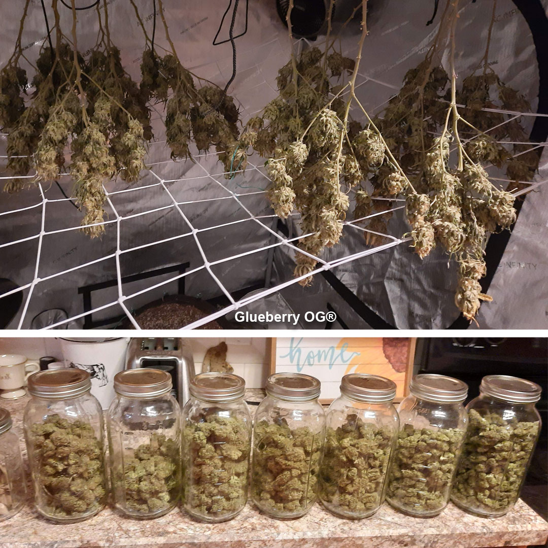 Glueberry-OG-drying-buds-and-curing-in-jars