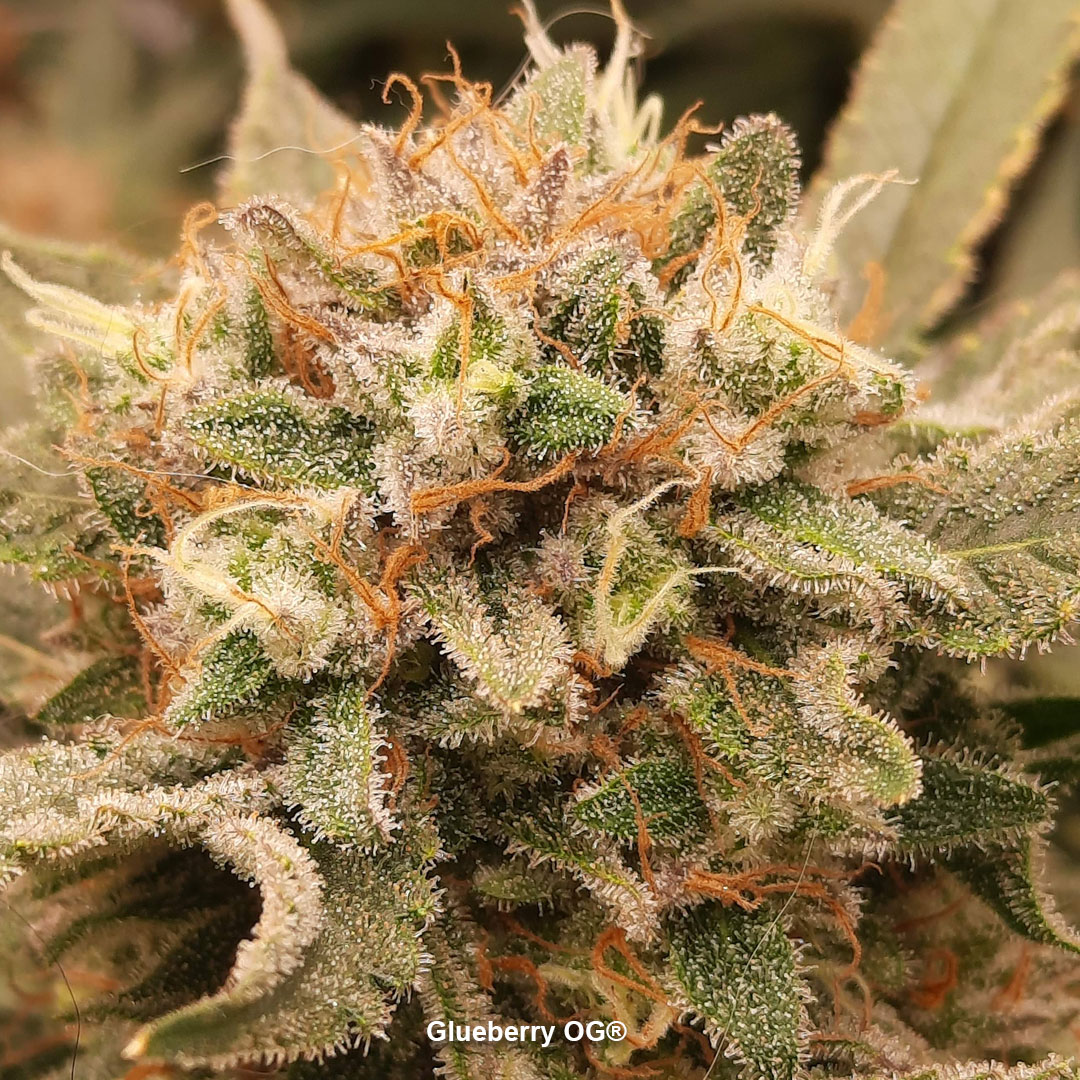 Glueberry-OG-frosty-cannabis-flower
