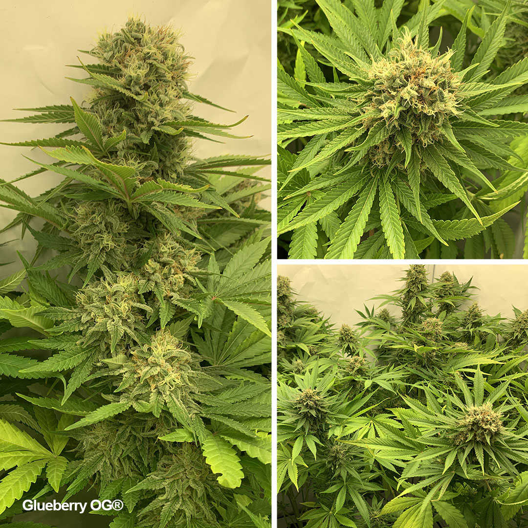 Glueberry-OG-growdiaries-grows-of-the-month-02