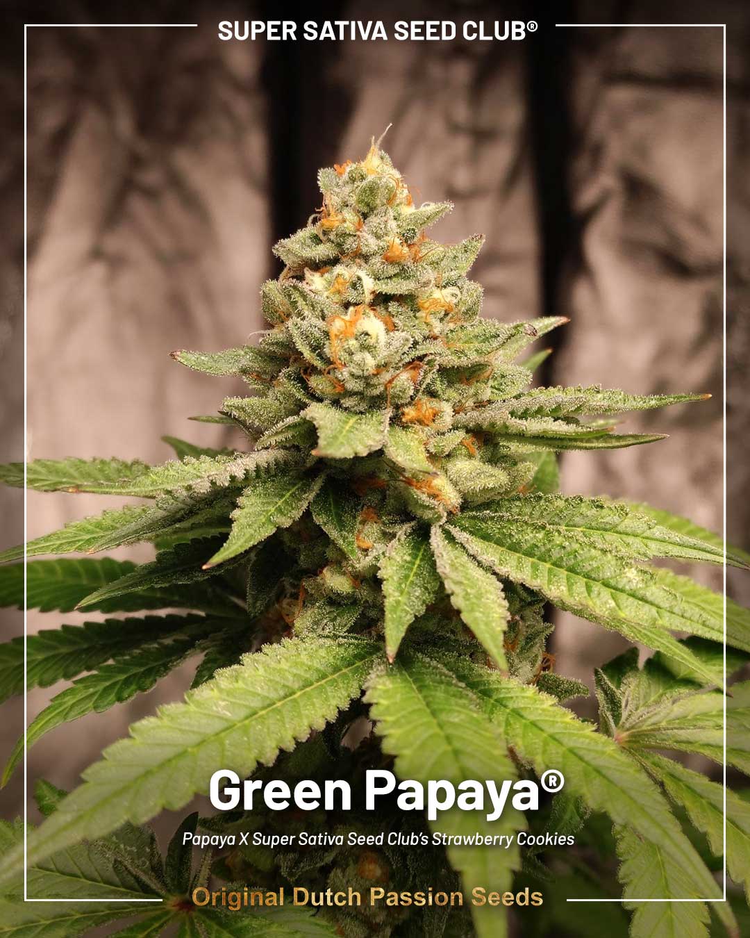 Green papaya cannabis seeds by Super Sativa Seed Club