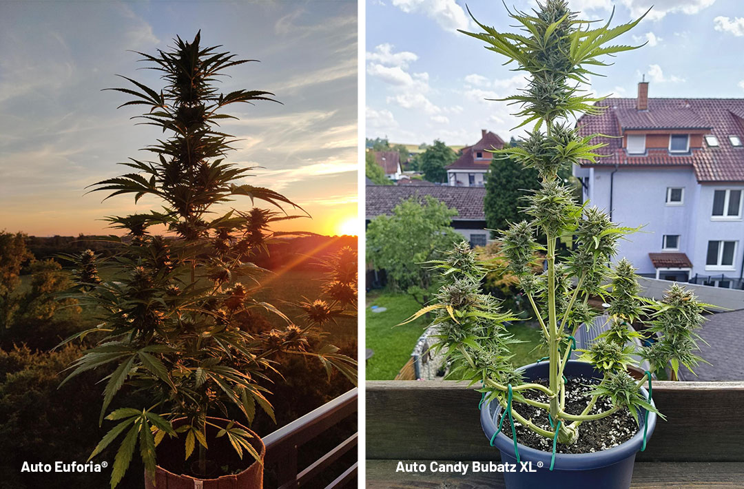 Grow-your-autoflowers-outside